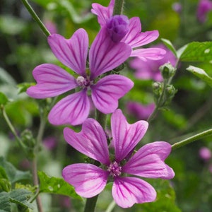 Mid-height (4ft) Perennial Hollyhock (malva sylvestris zebrina) - 25 seeds