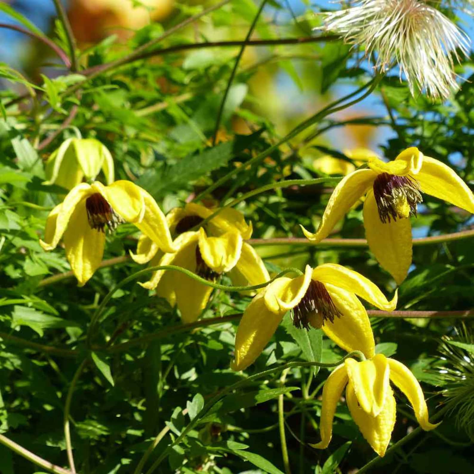 Yellow Clematis clematis Tangutica Aztek 15 Seeds Etsy