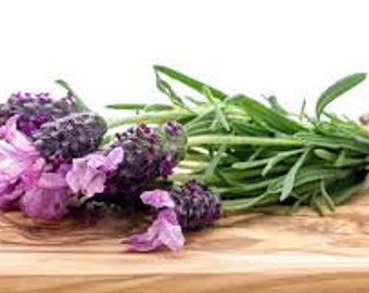 Bandera Pink Lavender (Lavandula stoechas "Bandera Pink") - 20 seeds