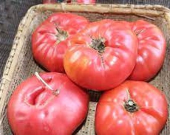 Organic Rebekah Allen Tomato - 15 seeds
