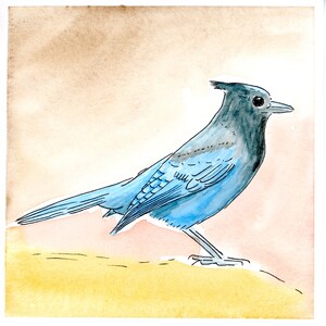 Steller’s Jay Watercolor