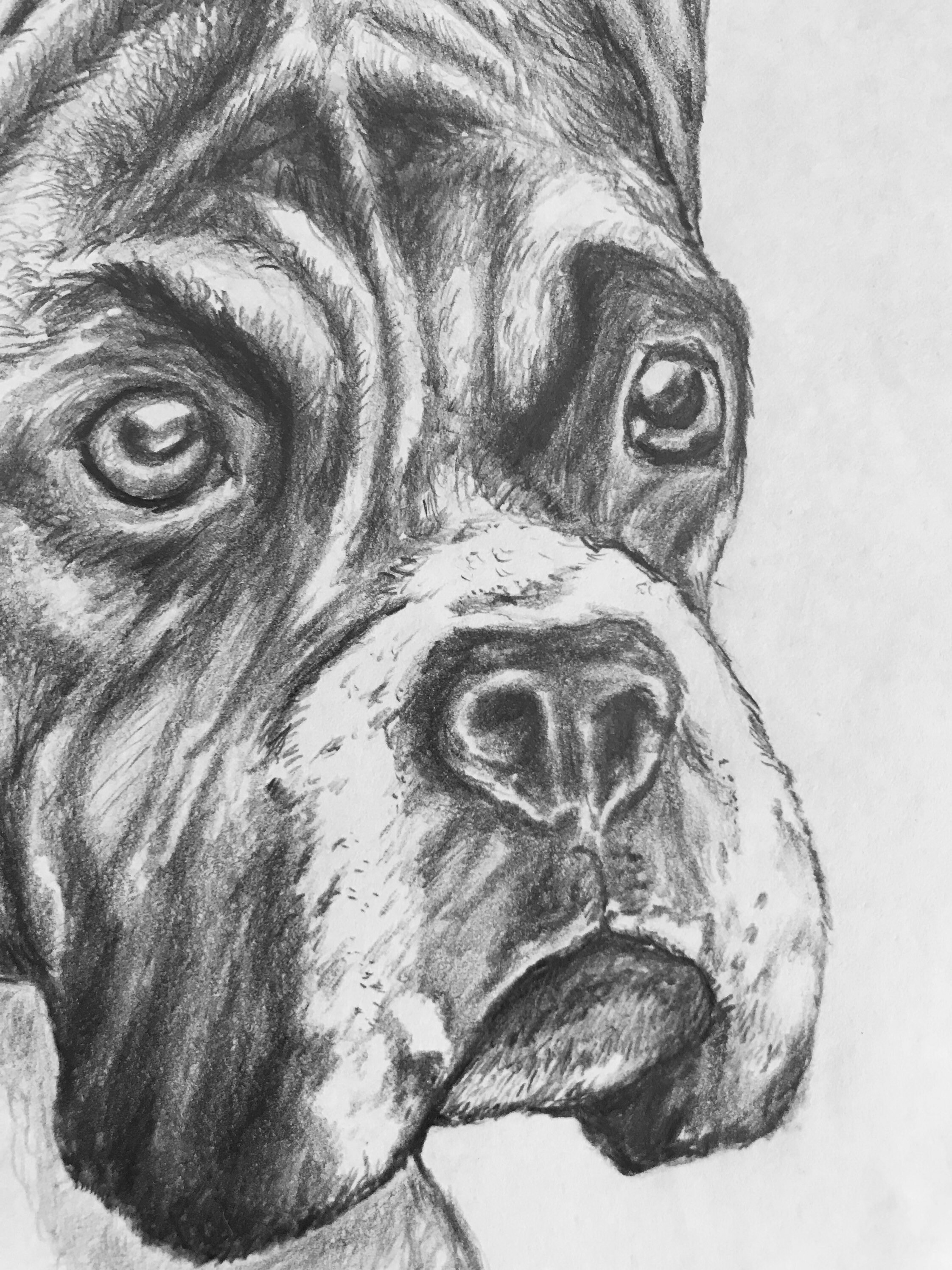 Boxer Dog Original Pencil Drawing | Etsy