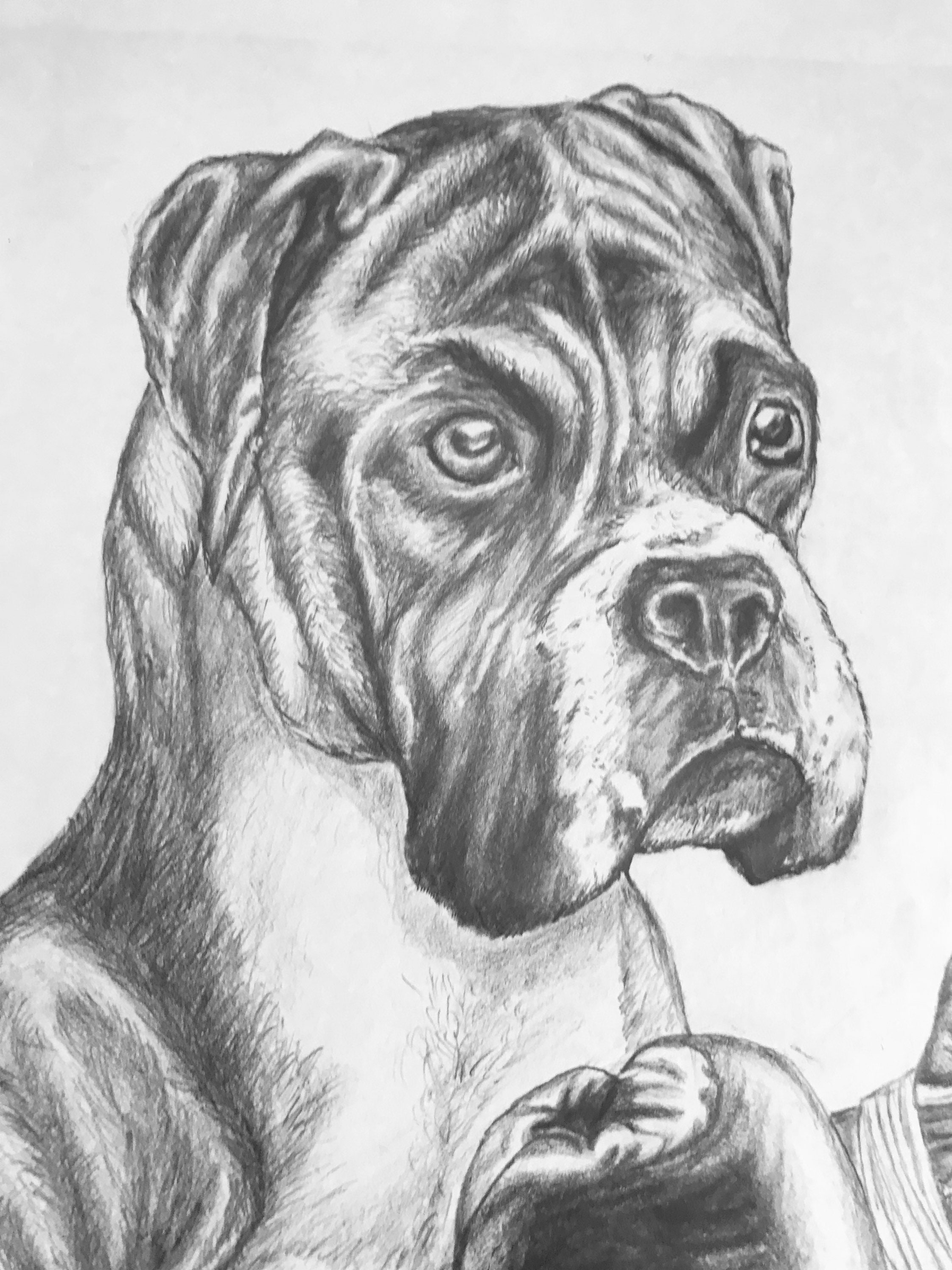 Boxer Dog Original Pencil Drawing | Etsy