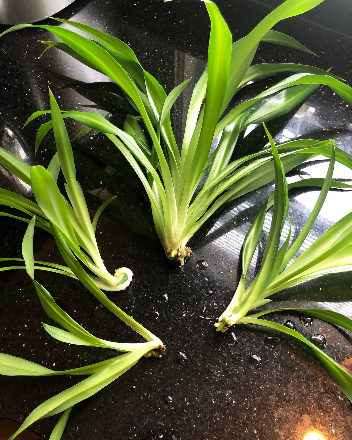Spider Plant Cuttings Bundle of 4 Etsy