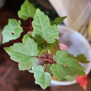 May include: Close-up of a small plant with green, maple-leaf shaped leaves and red stems. The plant is in a white plastic container. The leaves have a slightly textured surface and are a vibrant green color.