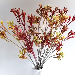 May include: A display of kangaroo paw flowers in a white vase. The flowers are a mix of red, yellow, and green. The stems are a blend of brown and green, creating a natural and vibrant arrangement.