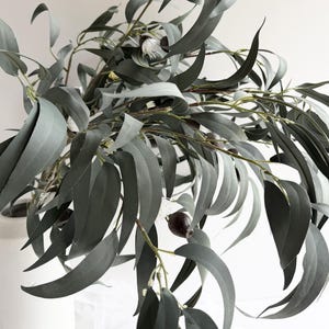 May include: A display of eucalyptus branches featuring long, grey-green leaves and small, dark brown seed pods. The leaves are curved and arranged in a full, natural display. The arrangement is in a white vase.