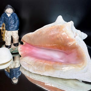 May include: A large conch shell with a smooth, glossy pink interior and a textured white exterior, accompanied by a small white bivalve shell and a figurine of a person wearing a blue jacket, dark hat, and white trousers against a black background.