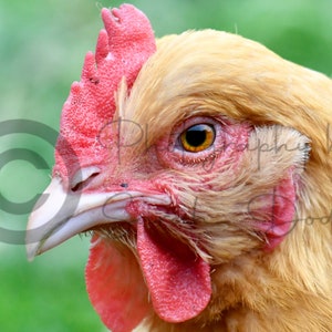 Printable Chicken Photography | Downloads | Chicken photography | Chicken | Printable Chicken Wall Art | Farm animals | Wall art |