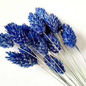 Dyed Canary Grass | Dried Phalaris | Dried Flowers For Crafting | Flower Arranging | Blue Canary Grass | Dyed Blue Canary Grass Bunch