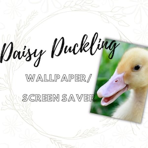 Duckling Screen Saver. Phone Wallpaper | Phone Screen Saver | Ducklings | Birds |