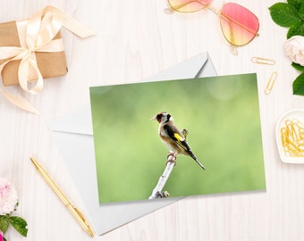 Goldfinch Greetings Card | Birthday Cards | Nature Card | Wildlife Cards | Get Well Cards | Thinking Of You Cards | Birds | Goldfinch