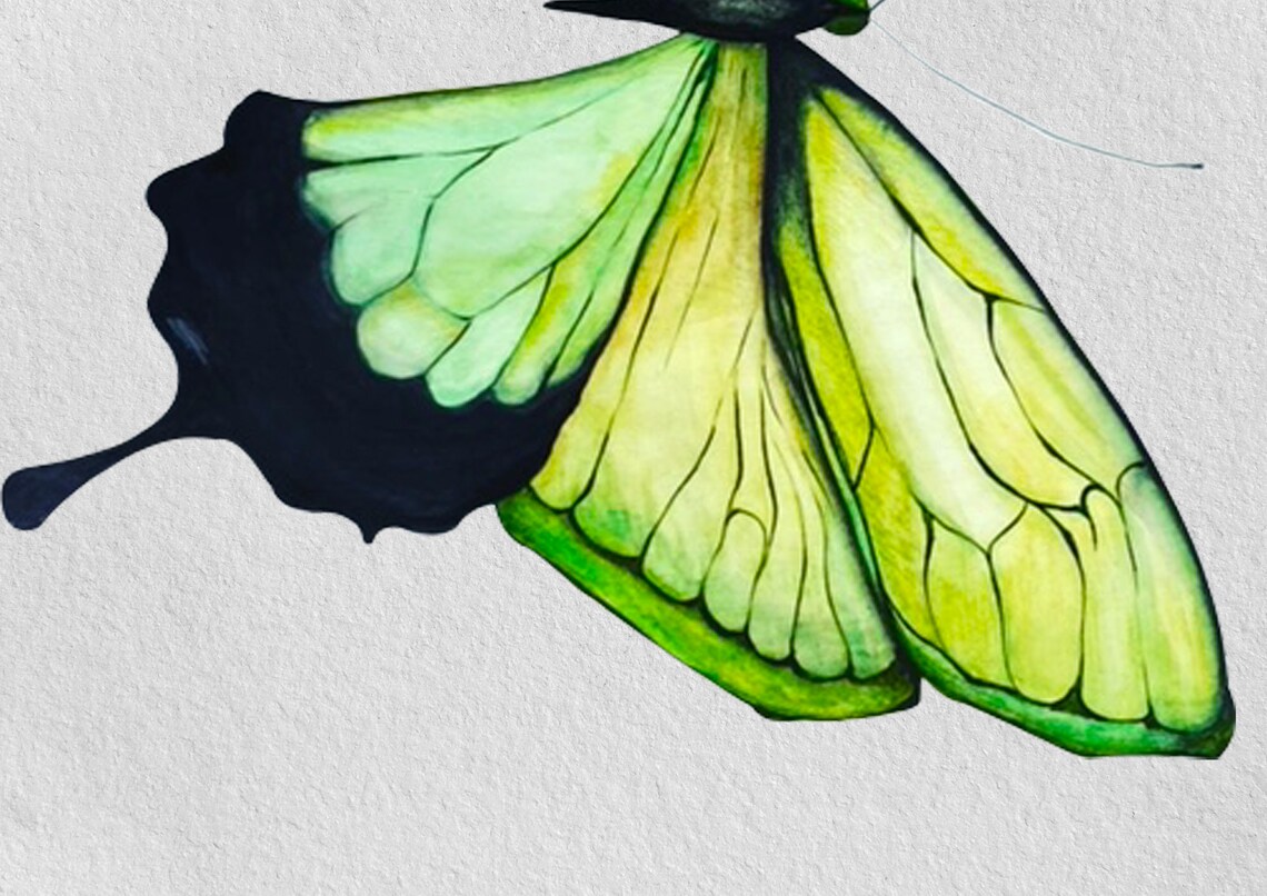 Watercolor Butterflies and Fruits Etsy