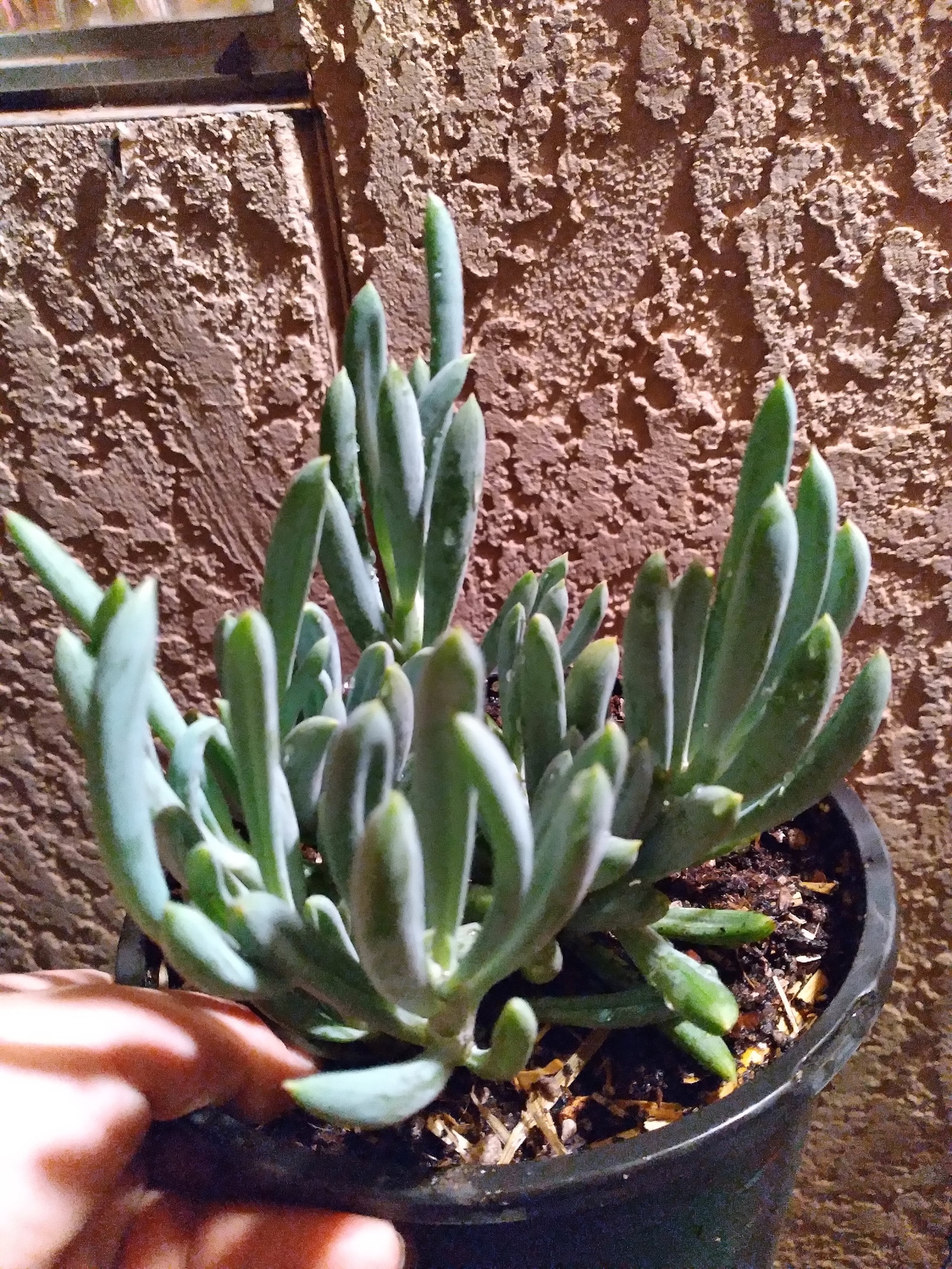 Blue Chalk Sticks Plant bareroot Etsy