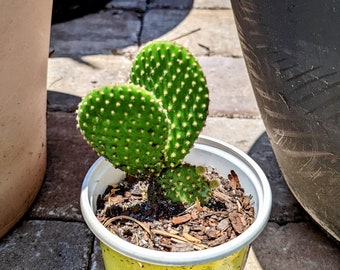 Opuntia Microdasys "Bunny Ears" Yellow