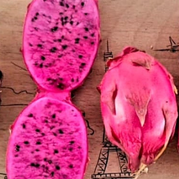 Pink Panther Pink Dragon Fruit Plant