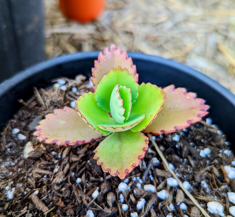 3 Mother Of Thousands Kalanchoe Daigremontiana Mexican Hat Plant Succulent 4 image 1