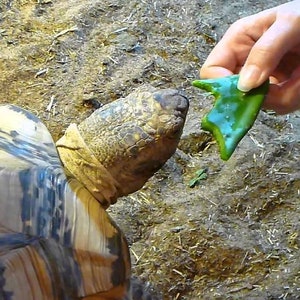 Turtle Food! 5 Pads Spineless Prickly Pear Opuntia Cochenillifera