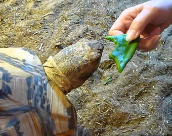 Turtle Food! 5 Pads Spineless Prickly Pear Opuntia Cochenillifera