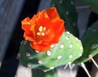 Opuntia Quitensis "Red Buttons"