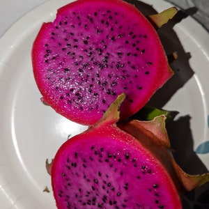 Maria Fuchsia Dragon Fruit Plant