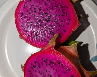 Maria Fuchsia Dragon Fruit Plant