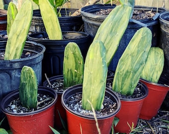 Variegated Spineless Prickly Pear Opuntia Cochenillifera Variegata