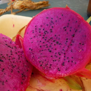 American Beauty Dragon Fruit Plant