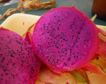 American Beauty Dragon Fruit Plant