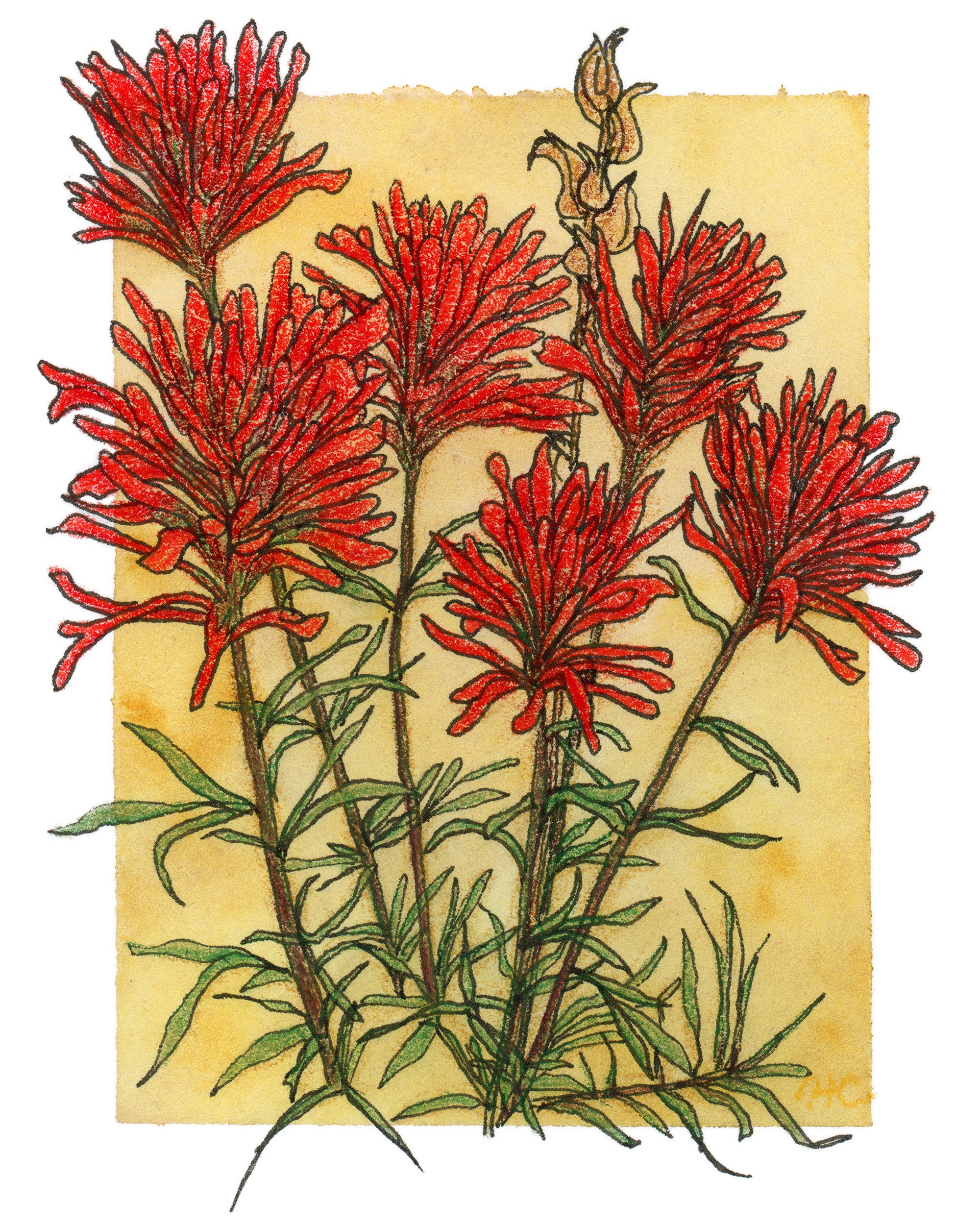 Indian Paintbrush 8x10 Botanical Art Print Etsy