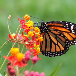 Monarch Butterfly, Butterfly Artwork, Monarch Print, Butterfly Wall Decor, Monarch, Monarch, Butterfly, Butterflies, Wall Art, Canvas, Print