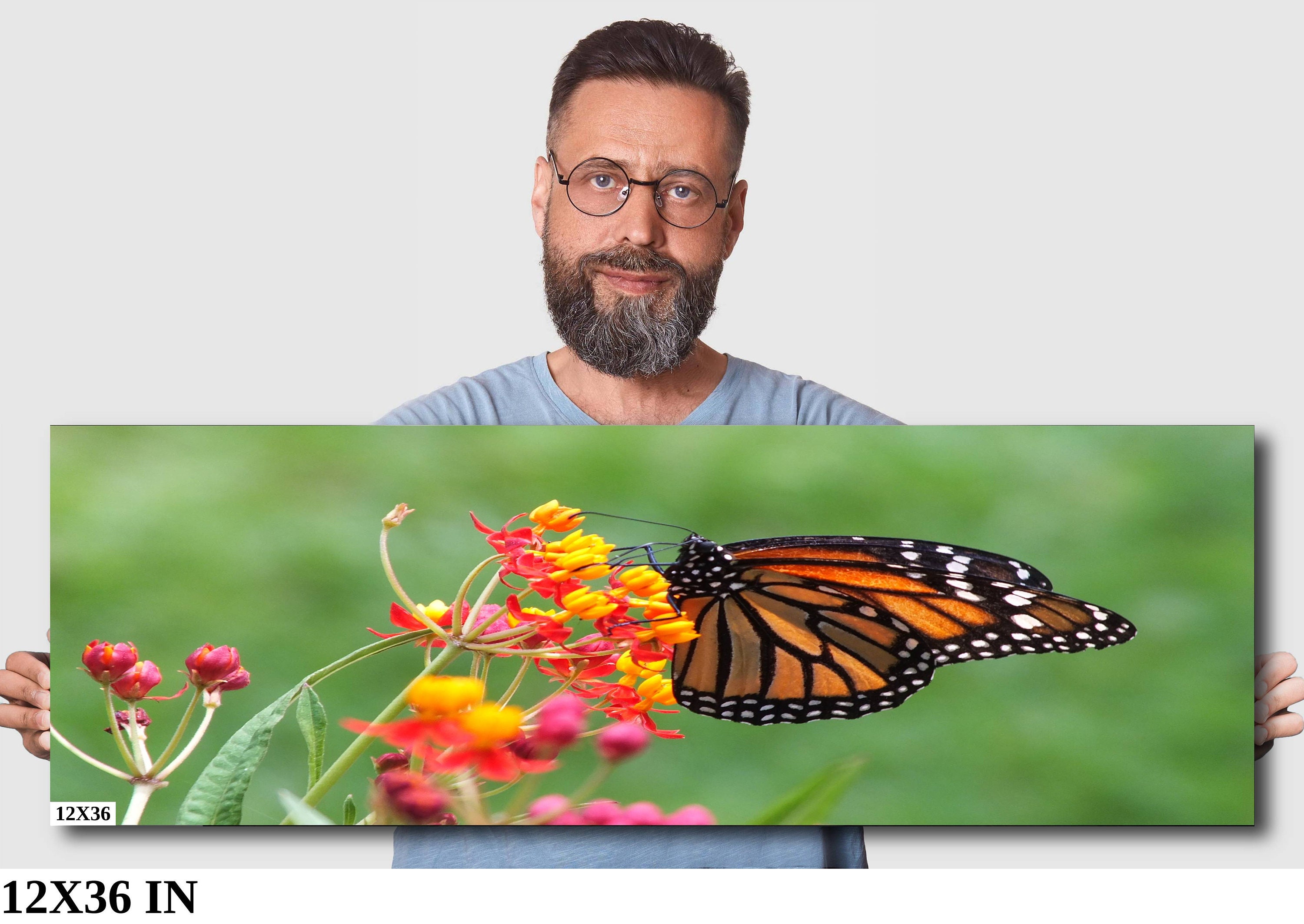 Monarch Butterfly Photo Print, Colorful Wall Art, Canvas Option - Etsy