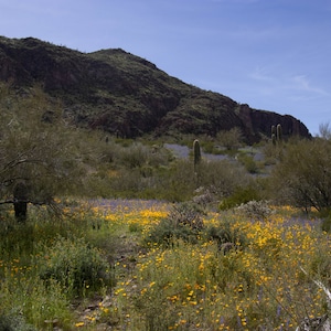 Spring Wildflowers Picacho Peak Arizona, orange poppies, saguaros, fine art photography, wall art photography, mountains, southern Arizona