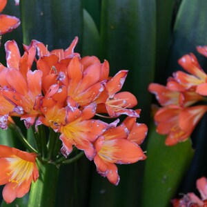 FireLily in Coral Wall Art, Floral Home Decor, Natal Lilies, Clivia Lilly Fine Art