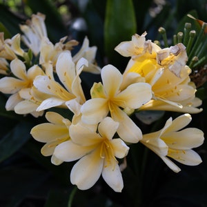 Fire Lily in White Wall Art, Floral Home Decor, Natal Lilies, Clivia Lilly Fine Art