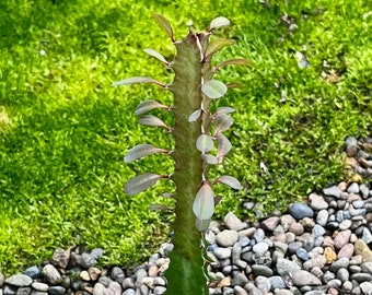 Euphorbia trigona- 3" pot