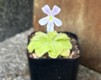 Pinguicula emarginata x jauvamensis