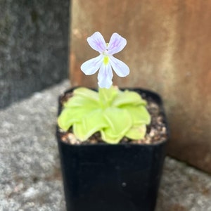 Pinguicula emarginata x jauvamensis