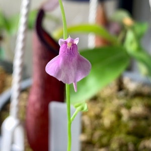 Utricularia calycifida