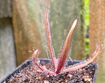 May include: A small, potted carnivorous plant with reddish-purple leaves covered in glistening droplets. The plant has a star-like shape, with several long, slender leaves radiating outwards. The pot is black and square, filled with dark soil. The background is blurred, with hints of green and brown.