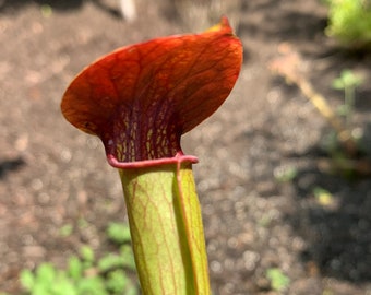 Sarracenia alata Red Hood - 3" pot, mature divisions