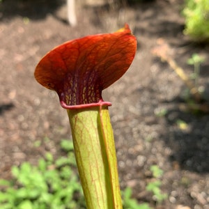 Sarracenia alata Red Hood - 3&quot; pot, mature divisions