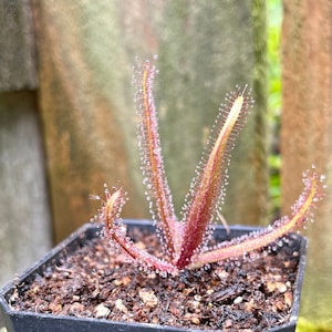 May include: A small, potted carnivorous plant with reddish-purple leaves covered in glistening droplets. The plant has a star-like shape, with several long, slender leaves radiating outwards. The pot is black and square, filled with dark soil. The background is blurred, with hints of green and brown.