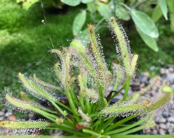 Drosera capensis "alba" - 3in pot