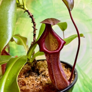 Nepenthes (x splendiana) x ventricosa &quot;red&quot;