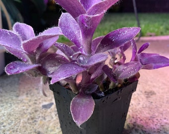 Tradescantia "Fuzzy Purple"