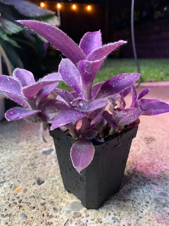 desk plant light Grow Light Stand