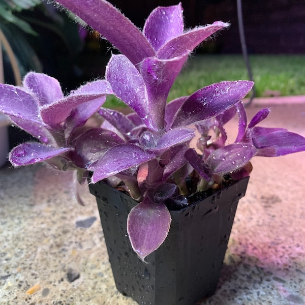 Tradescantia "Fuzzy Purple" - 4" pot