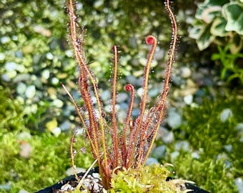 Drosera filiformis “Crawdaddy”
