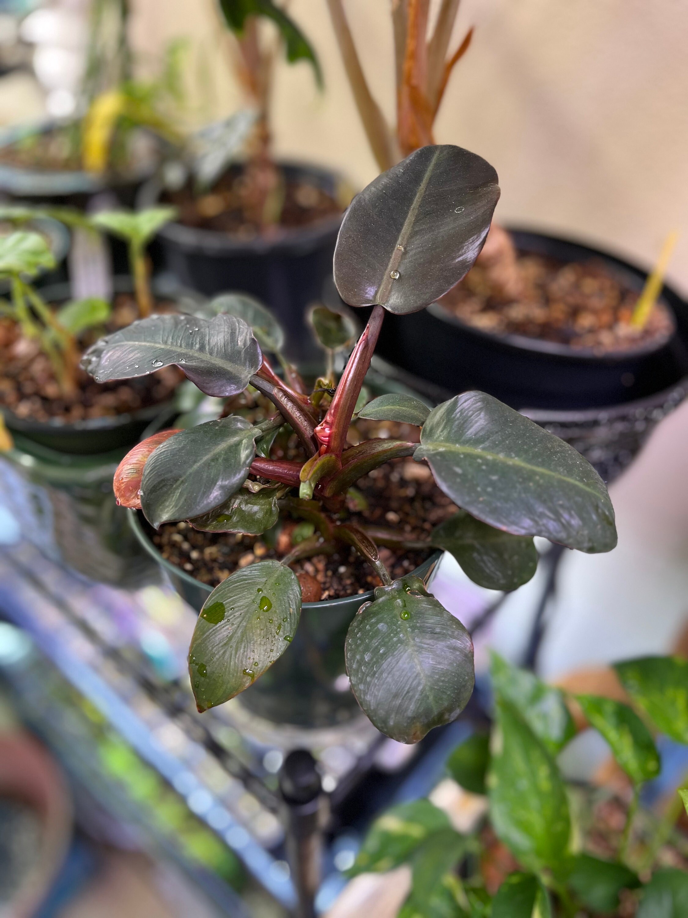 succulents for mothers day Mothers Day Everyday Succulents main image 0